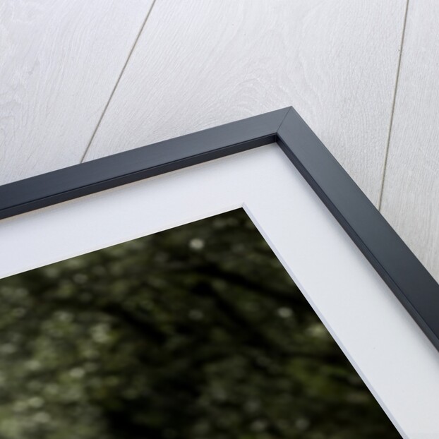 Diplolepis rosae (mossy rose gall wasp) - rose bedeguar gall by Anonymous