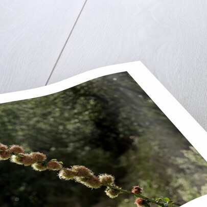 Diplolepis rosae (mossy rose gall wasp) - rose bedeguar gall by Anonymous