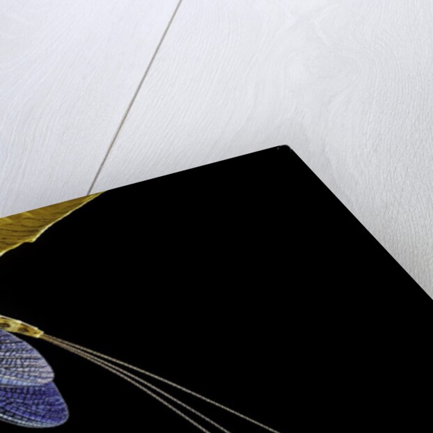 Ephemera danica (mayfly) by Anonymous