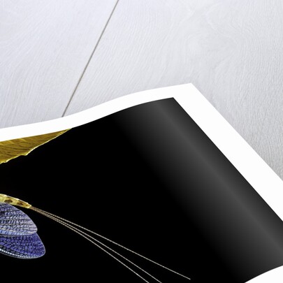 Ephemera danica (mayfly) by Anonymous
