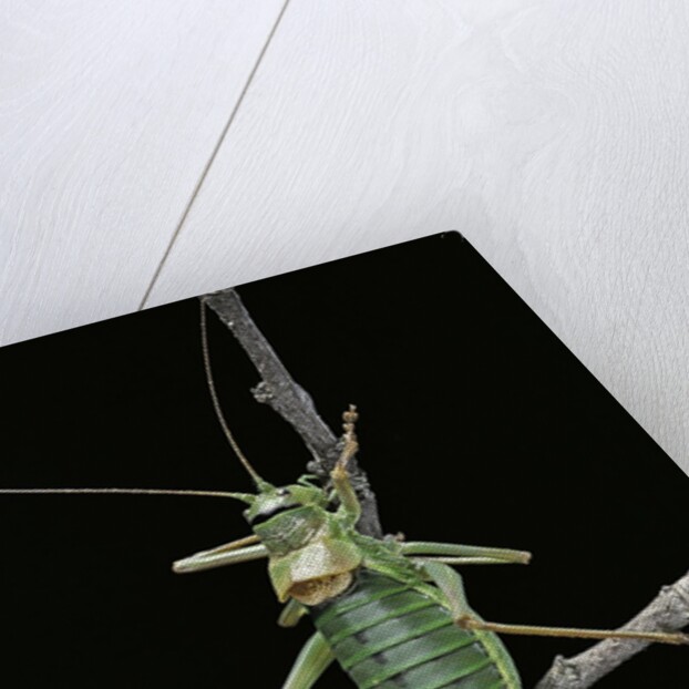 Ephippiger ephippiger (european bushcricket) by Anonymous