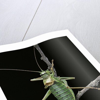 Ephippiger ephippiger (european bushcricket) by Anonymous