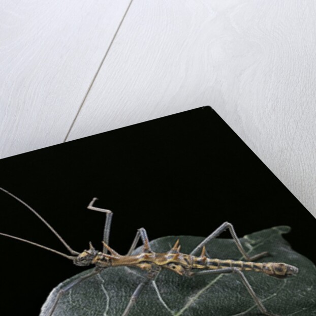 Epidares nolimetangere (touch me not stick insect) by Anonymous