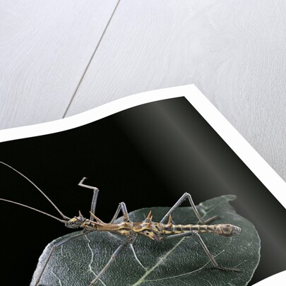 Epidares nolimetangere (touch me not stick insect) by Anonymous