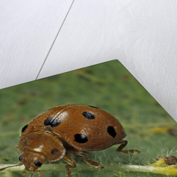 Epilachna chrysomelina (melon ladybeetle) by Anonymous
