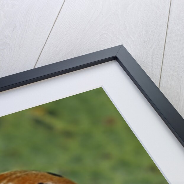 Epilachna chrysomelina (melon ladybeetle) by Anonymous