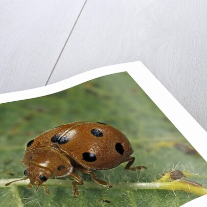 Epilachna chrysomelina (melon ladybeetle) by Anonymous