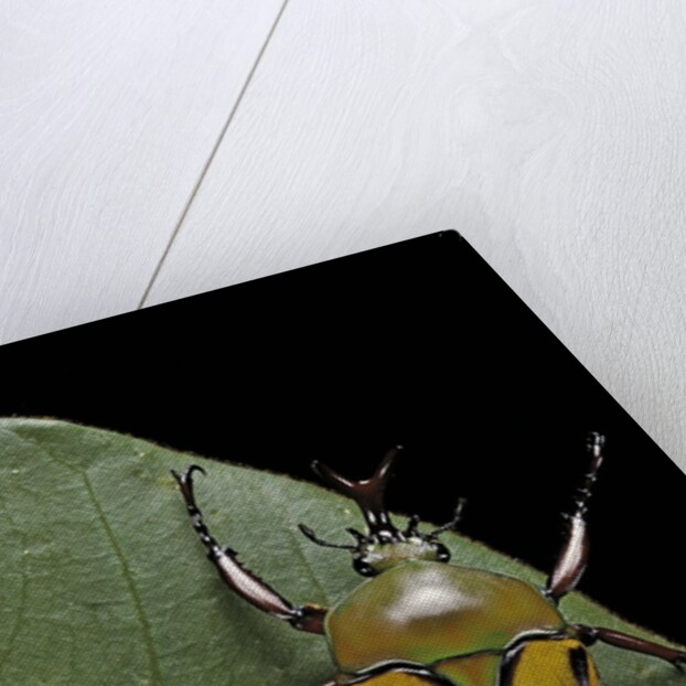 Eudicella gralli schultzeorum (flamboyant flower beetle) by Anonymous