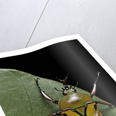 Eudicella gralli schultzeorum (flamboyant flower beetle) by Anonymous