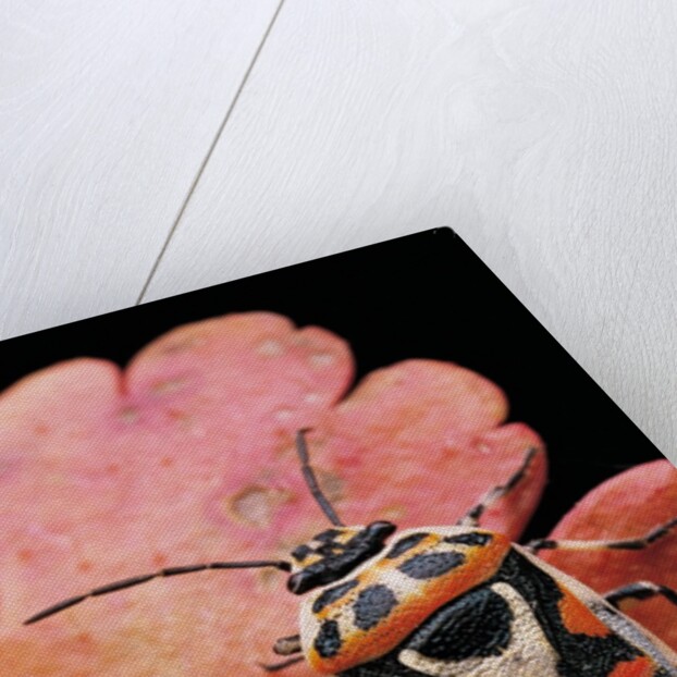 Eurydema ornata (shield bug) by Anonymous