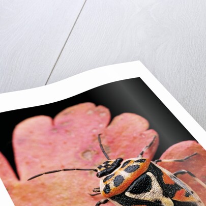 Eurydema ornata (shield bug) by Anonymous