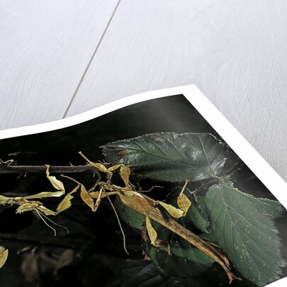 Extatosoma tiaratum (giant prickly stick insect) - male with female by Corbis