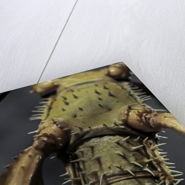 Extatosoma tiaratum (giant prickly stick insect) by Anonymous