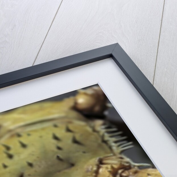 Extatosoma tiaratum (giant prickly stick insect) by Anonymous