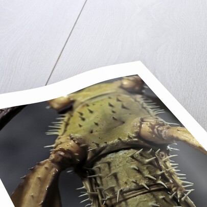 Extatosoma tiaratum (giant prickly stick insect) by Anonymous