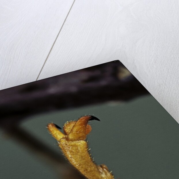 Extatosoma tiaratum (phasme) - end of leg by Anonymous