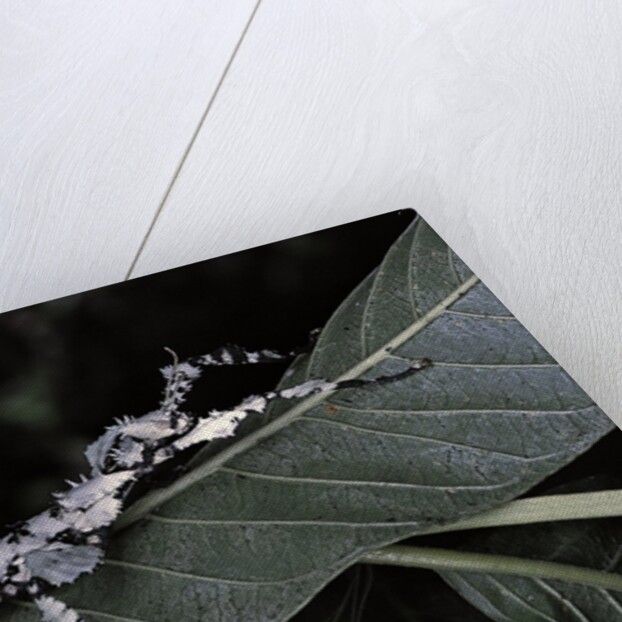 Extatosoma tiaratum (giant prickly stick insect) - particular form by Anonymous