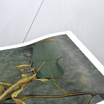 Extatosoma tiaratum (giant prickly stick insect) - male by Anonymous