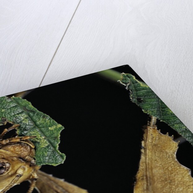 Extatosoma tiaratum (giant prickly stick insect) - feeding on leaf by Anonymous
