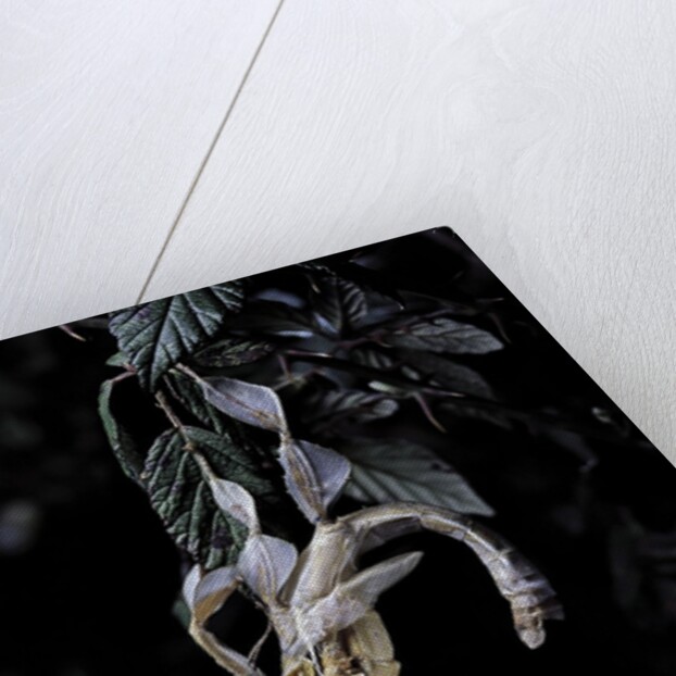 Extatosoma tiaratum (giant prickly stick insect) - emerging by Anonymous