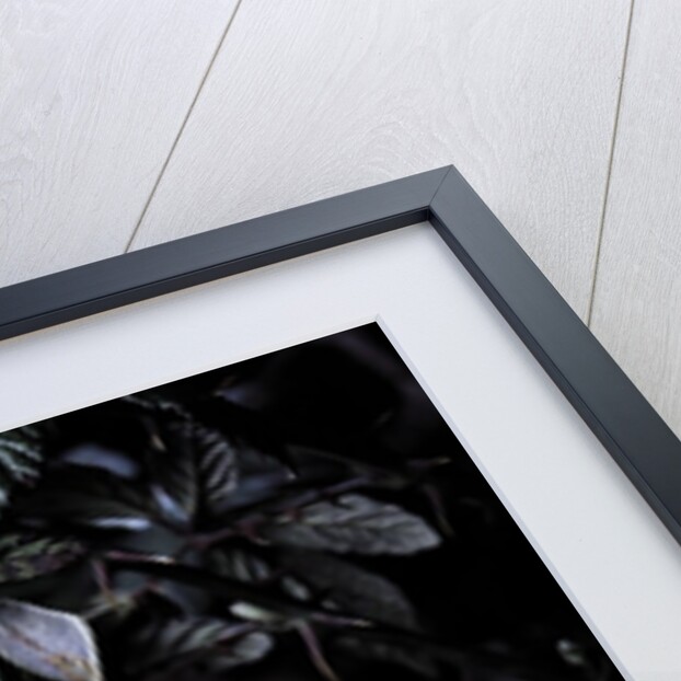 Extatosoma tiaratum (giant prickly stick insect) - emerging by Anonymous