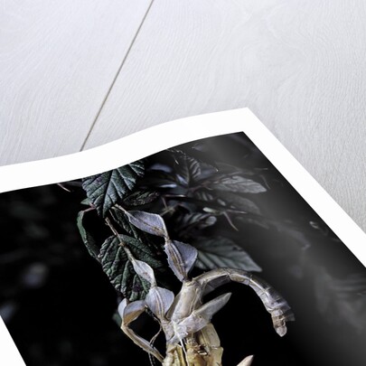 Extatosoma tiaratum (giant prickly stick insect) - emerging by Anonymous