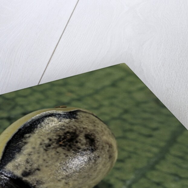 Extatosoma tiaratum (giant prickly stick insect) - egg by Anonymous