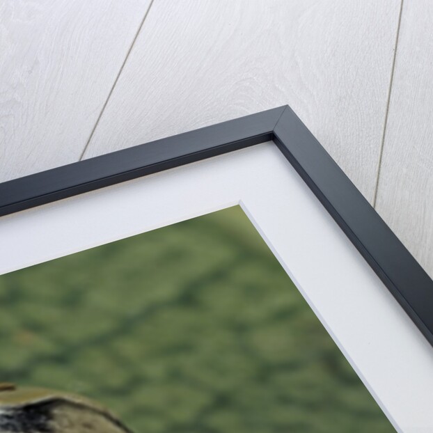 Extatosoma tiaratum (giant prickly stick insect) - egg by Anonymous