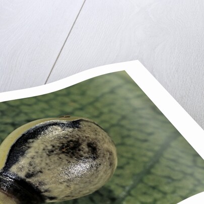 Extatosoma tiaratum (giant prickly stick insect) - egg by Anonymous