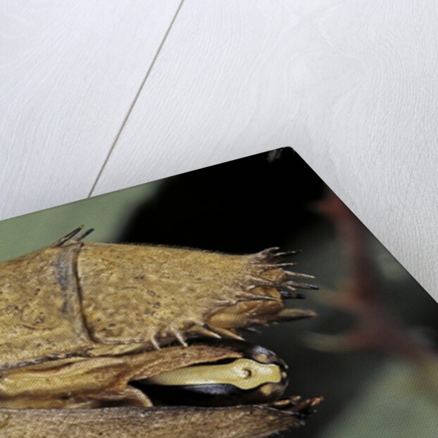 Extatosoma tiaratum (giant prickly stick insect) - before the egg ejectment by Anonymous