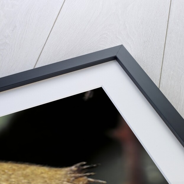 Extatosoma tiaratum (giant prickly stick insect) - before the egg ejectment by Anonymous