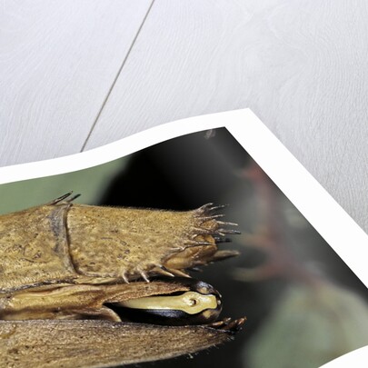 Extatosoma tiaratum (giant prickly stick insect) - before the egg ejectment by Anonymous