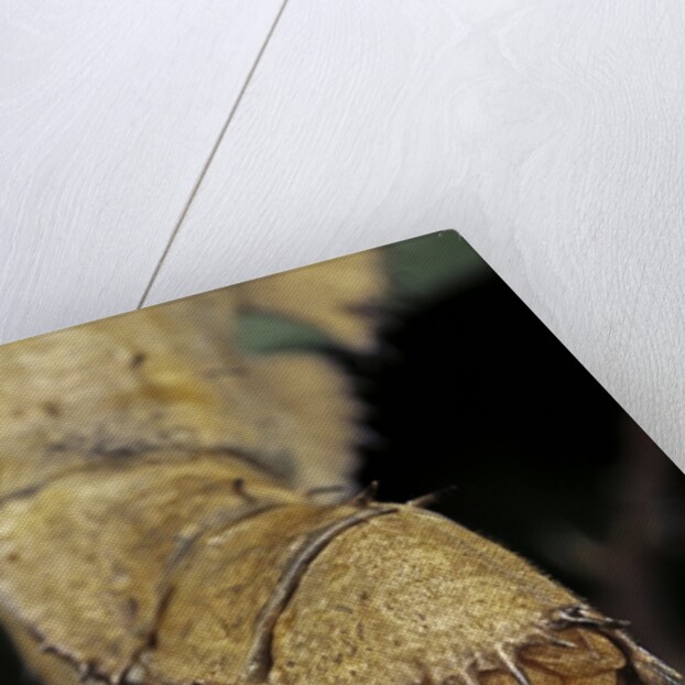 Extatosoma tiaratum (giant prickly stick insect) - before the egg ejectment by Anonymous