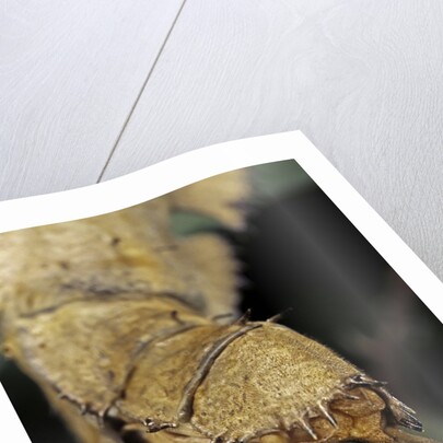 Extatosoma tiaratum (giant prickly stick insect) - before the egg ejectment by Anonymous