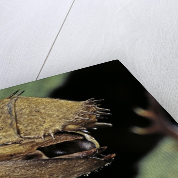 Extatosoma tiaratum (giant prickly stick insect) - before the egg ejectment by Anonymous
