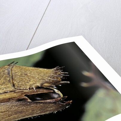 Extatosoma tiaratum (giant prickly stick insect) - before the egg ejectment by Anonymous