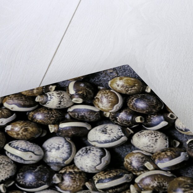 Extatosoma tiaratum (giant prickly stick insect) - eggs by Anonymous