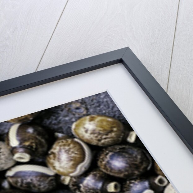 Extatosoma tiaratum (giant prickly stick insect) - eggs by Anonymous