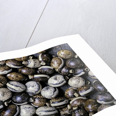 Extatosoma tiaratum (giant prickly stick insect) - eggs by Anonymous