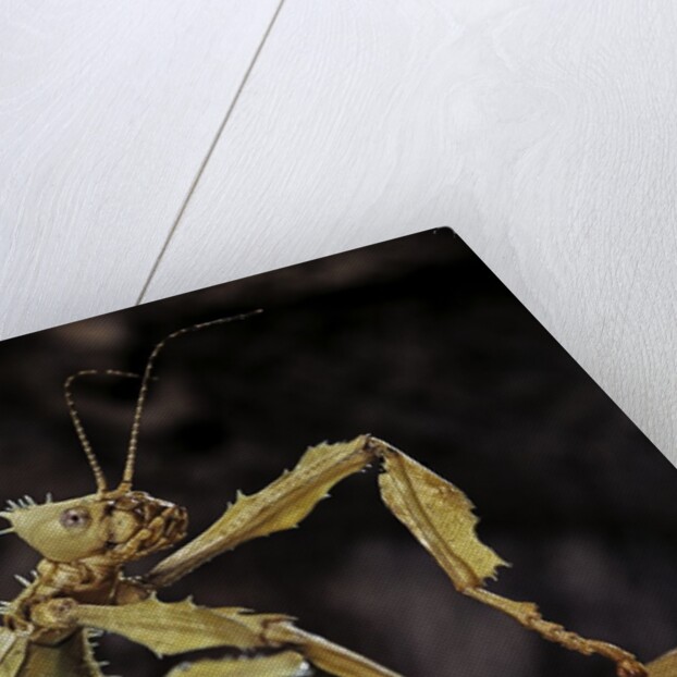 Extatosoma tiaratum (giant prickly stick insect) by Anonymous