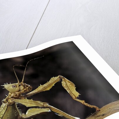 Extatosoma tiaratum (giant prickly stick insect) by Anonymous