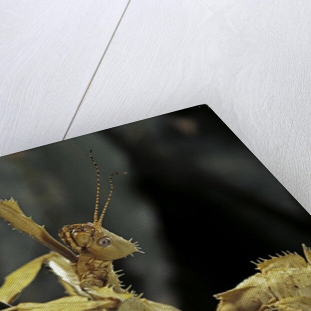 Extatosoma tiaratum (giant prickly stick insect) by Anonymous