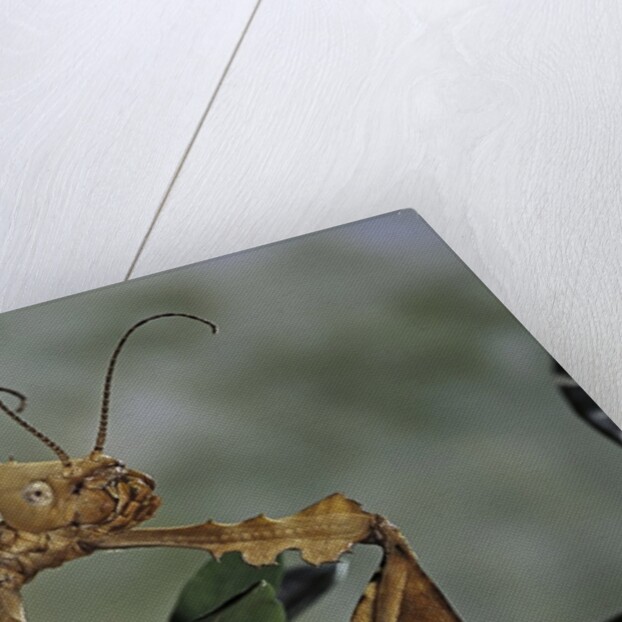 Extatosoma tiaratum (giant prickly stick insect) by Anonymous
