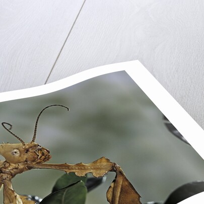 Extatosoma tiaratum (giant prickly stick insect) by Anonymous