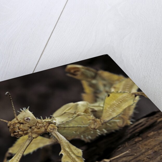 Extatosoma tiaratum (giant prickly stick insect) by Anonymous