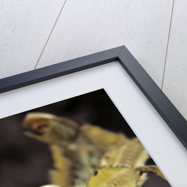 Extatosoma tiaratum (giant prickly stick insect) by Anonymous