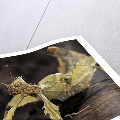 Extatosoma tiaratum (giant prickly stick insect) by Anonymous