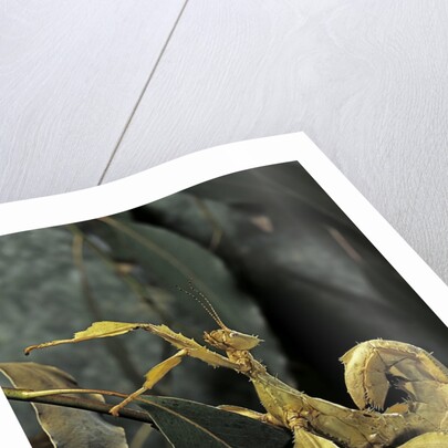Extatosoma tiaratum (giant prickly stick insect) by Anonymous