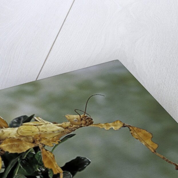 Extatosoma tiaratum (giant prickly stick insect) by Anonymous