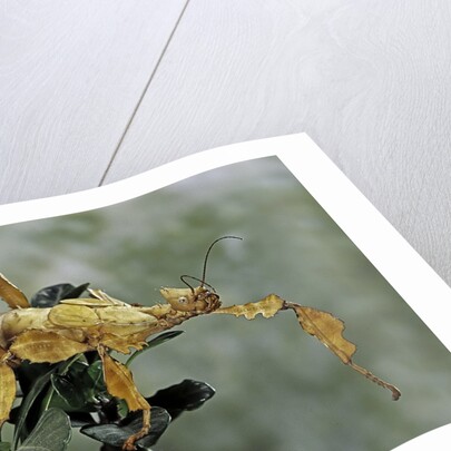Extatosoma tiaratum (giant prickly stick insect) by Anonymous